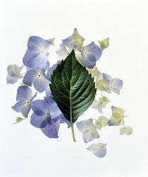 Close up of green leaf and lavender flower petals scattered on white von Panoramic Images