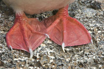 Close-up of a Red-Footed booby's (Sula sula) claws, Galapagos Islands, Ecuador von Panoramic Images