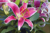 Stargazer lily flowers (Lilium ‘Stargazer’) in bloom by Panoramic Images