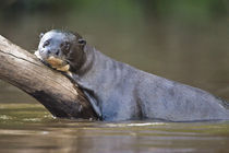 Giant otter (Pteronura brasiliensis) in a river von Panoramic Images