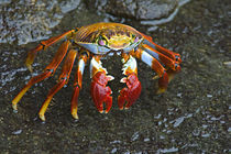 High angle view of a Sally Lightfoot crab (Grapsus grapsus) by Panoramic Images