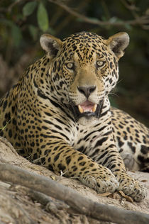 Close-up of a Jaguar (Panthera onca) snarling von Panoramic Images