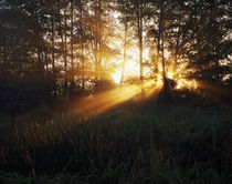 Sunbeams Through Alder Trees by Panoramic Images
