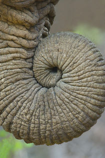 Close-up of an African elephant's trunk von Panoramic Images