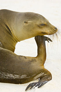 Close-up of a Galapagos sea lion (Zalophus wollebaeki) by Panoramic Images