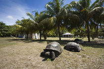 Aldabra Giant tortoise (Aldabrachelys elephantina) in a botanical garden by Panoramic Images