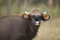 Close-up of a gaur (Bos gaurus) by Panoramic Images