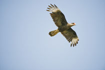 Crested caracara (Caracara cheriway) in flight by Panoramic Images