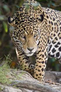 Close-up of a Jaguar (Panthera onca) von Panoramic Images