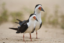 Close-up of two Black skimmers (Rynchops niger) von Panoramic Images