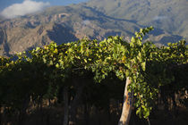 Crop in a vineyard, Cafayate, Calchaqui Valleys, Salta Province, Argentina von Panoramic Images