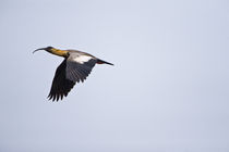 Buff-Necked ibis (Theristicus caudatus) in flight von Panoramic Images