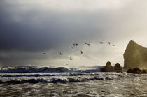 Oystercatchers, Ballydowane Beach, Copper Coast, County Waterford, Ireland by Panoramic Images