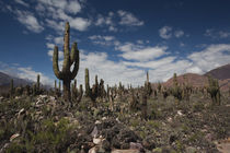 Saguaro cacti (Carnegiea gigantea) in a desert by Panoramic Images