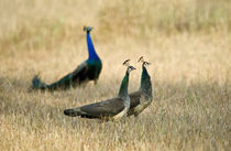 Peacocks with Peahens in a field von Panoramic Images