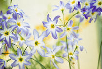 Close-up of flowers by Panoramic Images
