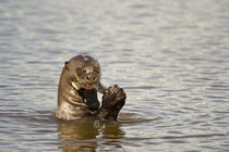 Giant otter (Pteronura brasiliensis) eating an Oscar fish by Panoramic Images