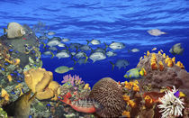 School of fish swimming near a reef von Panoramic Images