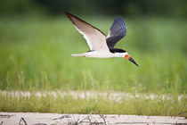 Black skimmer (Rynchops niger) in flight by Panoramic Images