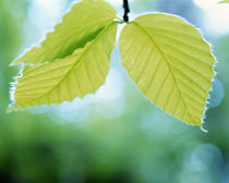Close up of pale green leaves hanging from branch by Panoramic Images