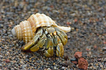 Close-up of a Hermit crab (Coenobita clypeatus), Galapagos Islands, Ecuador von Panoramic Images