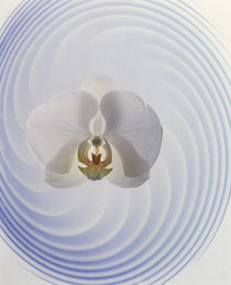White orchid floating in crystal bowl von Panoramic Images