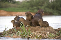 Capybara (Hydrochoerus hydrochaeris) family on a rock by Panoramic Images