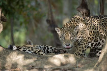Jaguars (Panthera onca) in a forest by Panoramic Images