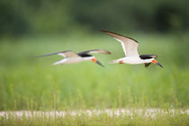 Black skimmers (Rynchops niger) in flight by Panoramic Images