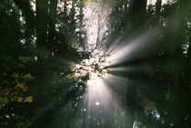 Sunbeams through misty forest, Oregon, united states, by Panoramic Images