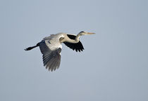Grey heron (Ardea cinerea) flying, Keoladeo National Park, Rajasthan, India by Panoramic Images