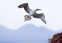 Blue-Footed booby (Sula nebouxii) flying in the sky, Galapagos Islands, Ecuador von Panoramic Images