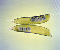 Two transparent pea pods with yellow green background by Panoramic Images