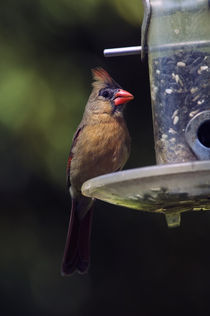 Female northern cardinal (Cardinalis cardinalis) on bird feeder by Panoramic Images