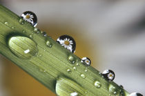 Dew drops on a stem by Panoramic Images