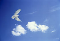 Solitary dove in flight in blue sky with clouds by Panoramic Images