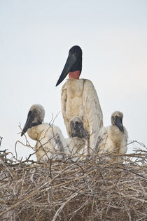 Jabiru stork (Jabiru mycteria) with its chicks in a nest by Panoramic Images