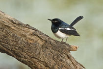 Close-up of a Magpie-Robin perching on tree by Panoramic Images