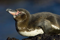 Close-up of a Galapagos penguin (Spheniscus mendiculus)