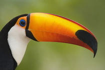 Close-up of a Toco toucan (Ramphastos toco) von Panoramic Images