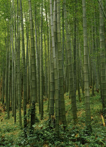 Bamboo trees in a forest, Fukuoka, Kyushu, Japan von Panoramic Images