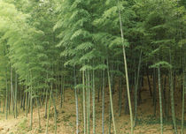 Bamboo trees in a forest, Fukuoka, Kyushu, Japan by Panoramic Images