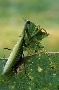 Rear view of praying mantis holding leaf, Canada. by Panoramic Images