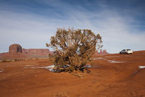 Tree with cliffs in the background von Panoramic Images