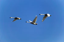 Low angle view of tundra swans (Cygnus columbianus) in flight by Panoramic Images