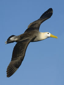 Waved albatross (Diomedea irrorata) flying in the sky von Panoramic Images