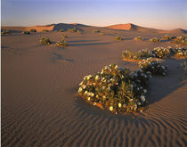 USA, California, Mojave Desert, Dune primrose von Panoramic Images