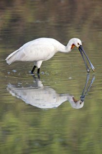 Eurasian spoonbill (Platalea leucorodia) in a lake by Panoramic Images