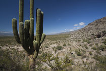 Cactus plants in a desert, Quilmes, Tucuman Province, Argentina von Panoramic Images