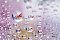 Close up of water droplets with flower reflected in centers by Panoramic Images